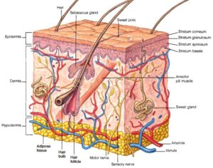 dermis-anatomy-of-the-skin (1)